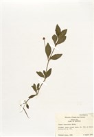 藏品(過江藤屬)的圖片